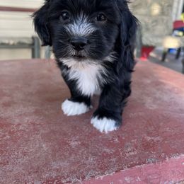 Companion Cross Puppies from V & V Kennels