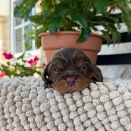 Reuben - Chocolate male Cavalier King Charles Spaniel puppy in El Campo, Texas from Longhorn Cavaliers