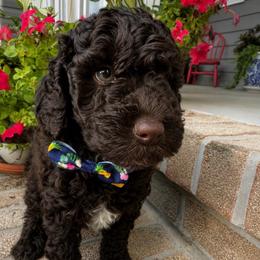 Sage - Chocolate male Goldendoodle puppy in Camden, North Carolina from Oopsie Doodles of NC
