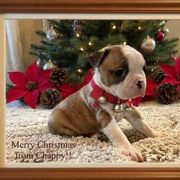 Boy 2 - Seal and white male Boston Terrier puppy in North Central, Vermont from Windy Valley’s Bostons