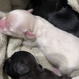Green collar - Sable male Black Russian Terrier puppy in Spokane, Washington from Amethyst Black Russian Terriers