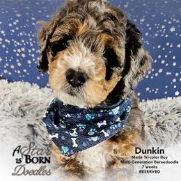 Bernedoodle Puppies from A Star is Born Doodles