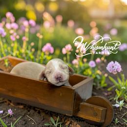 Clear cream 2650 - Cream male Dachshund puppy in Nashville, Arkansas from Whisenhunt Farms
