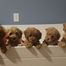 Goldendoodle Puppies from Kaosfarm Goldendoodles