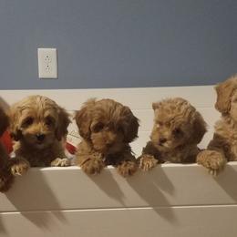 Goldendoodle Puppies from Kaosfarm Goldendoodles
