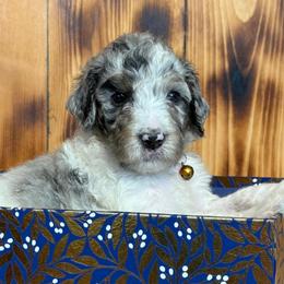 Maie - Parti female Poodle puppy in Chesapeake, Virginia from Doodle-Cove