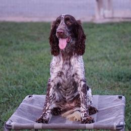 Roxy - English Springer Spaniel
