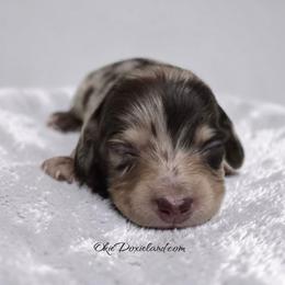 Marni - Chocolate and cream female Dachshund puppy in Oklahoma City, Oklahoma from OkieDoxieland Dachshunds