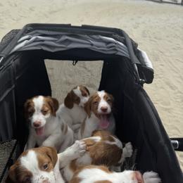 Brittany Puppies from Christmas Acres Brittanys