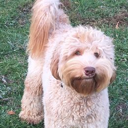 Sebastian - Australian Labradoodle