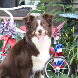 Miniature American Shepherds from Elm Creek Mini’s