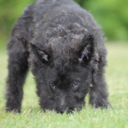 Belgian Laekenois, Dutch Shepherd, and Golden Retriever Puppies from Coswald