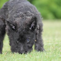 Belgian Laekenois, Dutch Shepherd, and Golden Retriever Puppies from Coswald