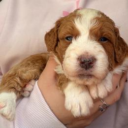 Brew - Brown and white male Bernedoodle puppy in Peoria, Arizona from Wroth's Paws
