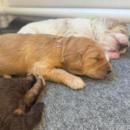 Georgia - Red  female Goldendoodle puppy in Stockton, California from Port City Doodles