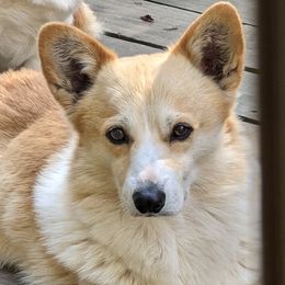 Jameson - Pembroke Welsh Corgi