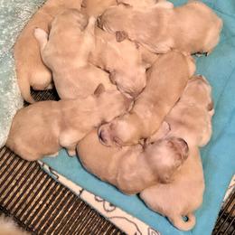 Golden Retriever Puppies from OPK GOLDENS