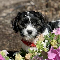 Cavachon, Cavalier King Charles Spaniel, and Cavapoo Puppies from Cavachon Love
