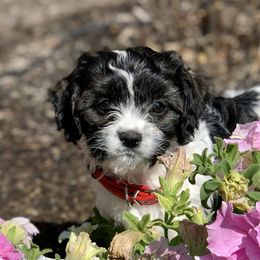 Cavachon, Cavalier King Charles Spaniel, and Cavapoo Puppies from Cavachon Love