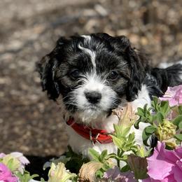 Cavachon, Cavalier King Charles Spaniel, and Cavapoo Puppies from Cavachon Love
