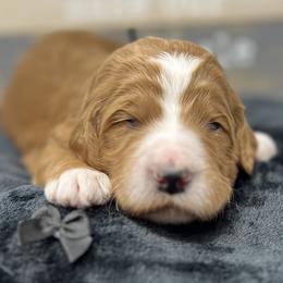 Black Male - Apricot male Goldendoodle puppy in Great Falls, Montana from Montana Goldendoodles
