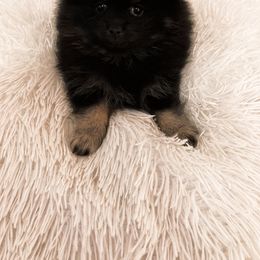 Girl 2 - Pomeranian puppy in Yakima, Washington from Ruby’s Pomeranians