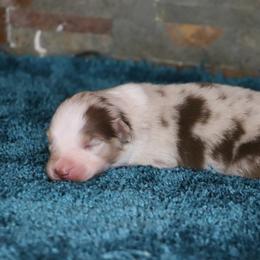 Nicole's RMF3 - Red merle female Miniature Australian Shepherd puppy in Goliad, Texas from Sassy Lil Aussies and Diamond W Poodles