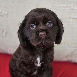 Camilla - Brown white and tan Cocker Spaniel puppy in Crewe, Virginia from Suzanne's Cockers