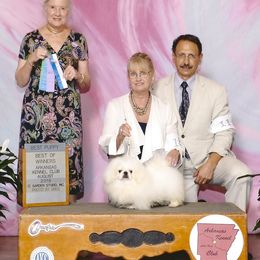 DIAMOND - Pekingese