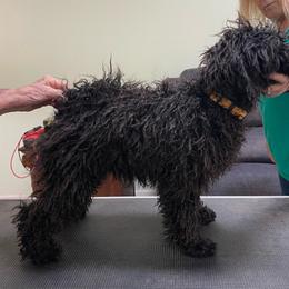 Female Puppy - Black female Puli puppy in Ocala, Florida from Bowmaker Pulik