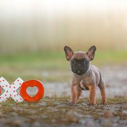 Boy 3 - Fawn and white male French Bulldog puppy in Baytown, Texas from Le Grande Bulldogs