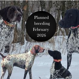 German Shorthaired Pointer puppies from Red White and Blue Kennel