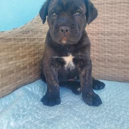 Cane Corso Puppies from Willow’s Meadow