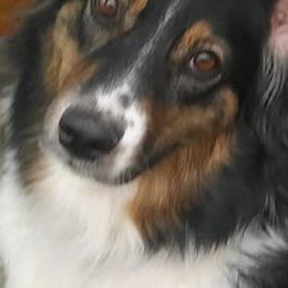 Australian Shepherds from Socialization