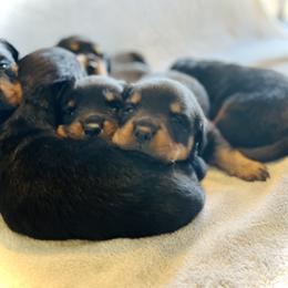 Rottweiler Puppies from Vom Arnold-Hause Rottweilers