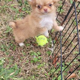 Chipmunk - Chocolate sabled fawn female Chihuahua puppy in Warsaw, Virginia from B&D Chihuahuas