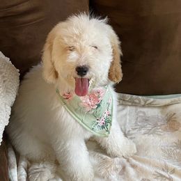 Goldendoodles from Blovedoodles