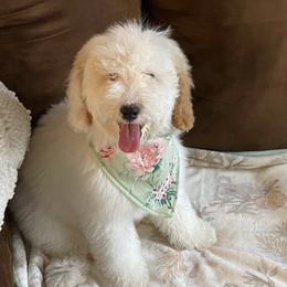 Goldendoodles from Blovedoodles