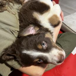 Australian Shepherd and Miniature American Shepherd Puppies from Alolan Angel Aussies