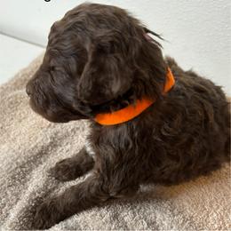 Girl 4 - Brown female Poodle puppy in Colorado Springs, Colorado from Pikes Peak Doodles