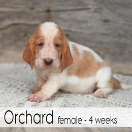 Orchard - Red and white female Basset Hound puppy in Jefferson City, Missouri from Triple Hill Farm