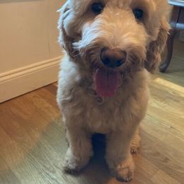 Australian Labradoodle All Grown Up from Atlantic Labradoodles