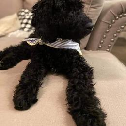 Goldendoodle All Grown Up from Courtney Wall