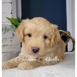 Aussiedoodle, Bernedoodle, and Goldendoodle Puppies from Johnson's Doodles