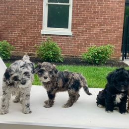 Maltipoo Puppies from Horst's Maltipoo Puppies