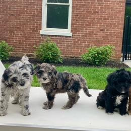 Maltipoo Puppies from Horst's Maltipoo Puppies