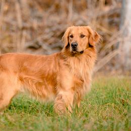 Cooper - Golden male Golden Retriever puppy in Denton, Maryland from Golden Horse Farm