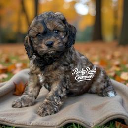Cavalier King Charles Spaniel, Cavapoo, Cockapoo, and Cocker Spaniel Puppies from Rocky Road Puppies