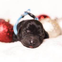 Labrador Retriever Puppies from AGL Retrievers