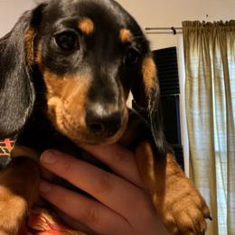 Mars - Black and tan female Dachshund puppy in Tacoma, Washington from Thedachhouse